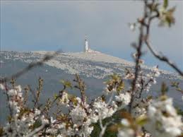 Fleurs au mont Ventoux
